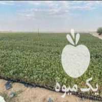 فروش نهال پسته قیمت عالی در ریز  در گروه خرید فروش نهال - انواع گردو پسته بادام سلطانی انگور در یکمیوه