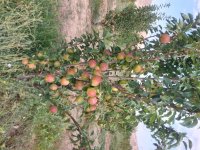 توزیع انواع نهال مثمر و تزئینی در زنجان در گروه خرید فروش نهال - انواع گردو پسته بادام سلطانی انگور در یکمیوه