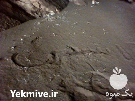 قیمت خرید کود خفاش در تهران در گروه خرید فروش کود و مواد شیمیایی - اوره پتاس مرغی کمپوست آهن در یکمیوه -عکس1