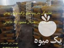 فروش عاملیت بذر پنبه رقم مای ترکیه در گروه خرید فروش بذر - انواع محصول کشاورزی گوجه کتان میوه درخت در یکمیوه -عکس1