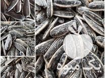 قیمت خرید بذر بیش از 3 تن در هکتار در شیراز در گروه خرید فروش بذر - انواع محصول کشاورزی گوجه کتان میوه درخت در یکمیوه -عکس1