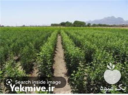 فروش انواع نهال بادام و هلو و گردو در گروه خرید فروش نهال - انواع گردو پسته بادام سلطانی انگور در یکمیوه -عکس1