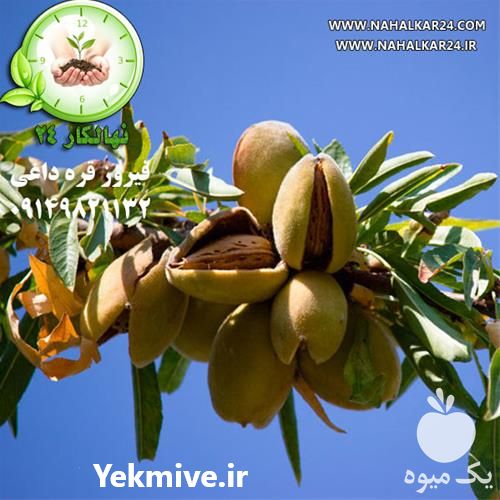 فروش نهال بادام دیرگل در گروه خرید فروش نهال - انواع گردو پسته بادام سلطانی انگور در یکمیوه -عکس1