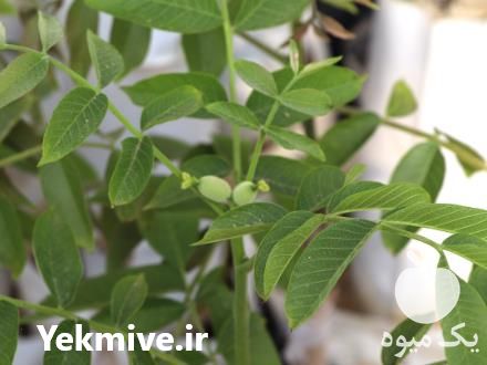 قیمت خرید نهال گردو چندلر پیوندی در گرگان در گروه خرید فروش نهال - انواع گردو پسته بادام سلطانی انگور در یکمیوه -عکس1