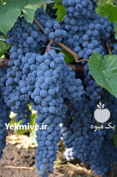 فروش نهال انگور در قزوین در گروه خرید فروش نهال - انواع گردو پسته بادام سلطانی انگور در یکمیوه -عکس1