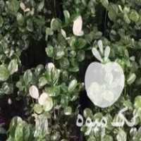 فروش سبزه نارنج در گروه خرید فروش عمده گیاهان زینتی - گرمسیری آپارتمانی باغچه آب در یکمیوه