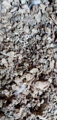 فروش کود کبوتر وحشی چاهی در گروه خرید فروش کود و مواد شیمیایی - اوره پتاس مرغی کمپوست آهن در یکمیوه