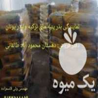 فروش عاملیت بذر پنبه رقم مای ترکیه در گروه خرید فروش بذر - انواع محصول کشاورزی گوجه کتان میوه درخت در یکمیوه