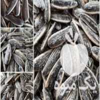 قیمت خرید بذر بیش از 3 تن در هکتار در شیراز در گروه خرید فروش بذر - انواع محصول کشاورزی گوجه کتان میوه درخت در یکمیوه