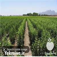 فروش انواع نهال بادام و هلو و گردو در گروه خرید فروش نهال - انواع گردو پسته بادام سلطانی انگور در یکمیوه