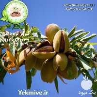 فروش نهال بادام دیرگل در گروه خرید فروش نهال - انواع گردو پسته بادام سلطانی انگور در یکمیوه