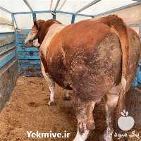 فروش گاو قرمز شرابی با نازل ترین قیمت و دو رگ محلی در تهران در گروه گاو و گوسفند و میش و بز کهره گوساله سمینتال در یکمیوه