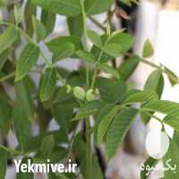 قیمت خرید نهال گردو چندلر پیوندی در گرگان در گروه خرید فروش نهال - انواع گردو پسته بادام سلطانی انگور در یکمیوه