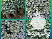 قیمت خرید گل زیبای پیله نقره در گروه خرید فروش عمده گیاهان زینتی - گرمسیری آپارتمانی باغچه آب در یکمیوه -عکس1