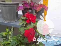 قیمت خرید گل و گلدان در دورود در گروه خرید فروش عمده گیاهان زینتی - گرمسیری آپارتمانی باغچه آب در یکمیوه -عکس1