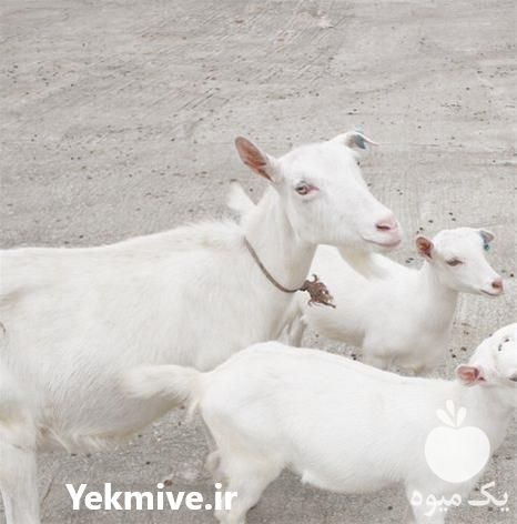 قیمت خرید بز سانن در گروه گاو و گوسفند و میش و بز کهره گوساله سمینتال در یکمیوه -عکس1