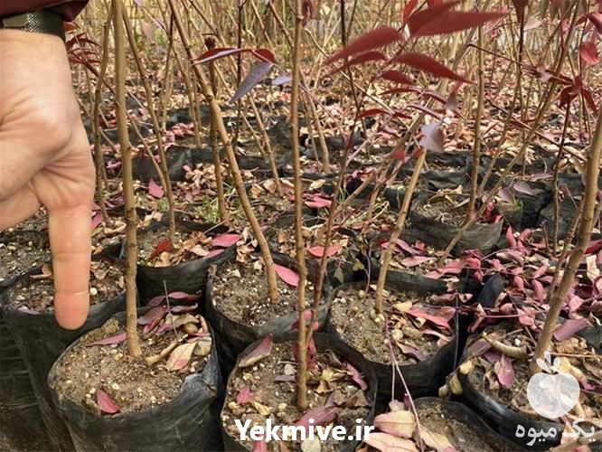 قیمت خرید نهال پسته هیبریدی امریکایی در اصفهان در گروه خرید فروش نهال - انواع گردو پسته بادام سلطانی انگور در یکمیوه -عکس1