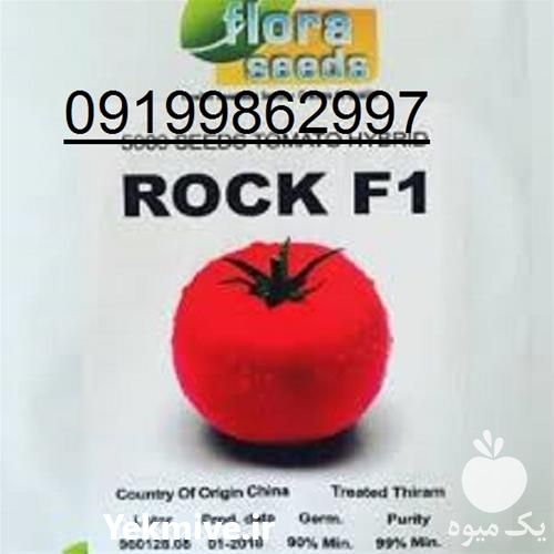 فروش بذر گوجه راک در کرمانشاه در گروه خرید فروش بذر - انواع محصول کشاورزی گوجه کتان میوه درخت در یکمیوه -عکس1