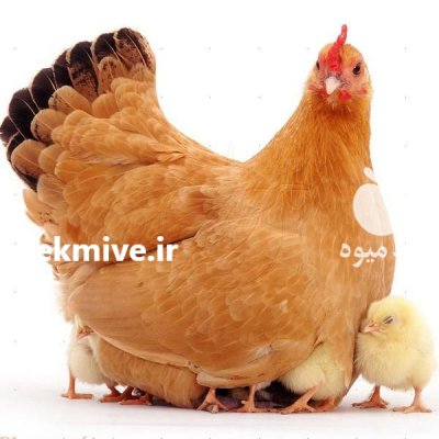 فروش مرغ بومی گلپایگانی و جهادی در اصفهان در گروه مرغ و خروس و بوقلمون و اردک قو قاز در یکمیوه -عکس1