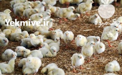 فروش مرغ بومی گلپایگانی و جهادی در اصفهان در گروه مرغ و خروس و بوقلمون و اردک قو قاز در یکمیوه -عکس2