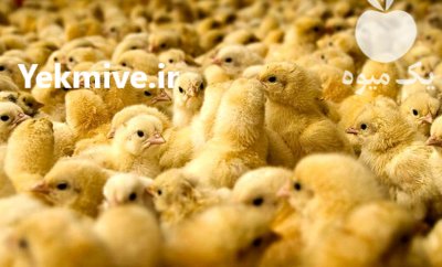 فروش مرغ بومی گلپایگانی و جهادی در اصفهان در گروه مرغ و خروس و بوقلمون و اردک قو قاز در یکمیوه -عکس4