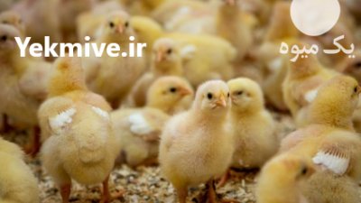 فروش مرغ بومی گلپایگانی و جهادی در اصفهان در گروه مرغ و خروس و بوقلمون و اردک قو قاز در یکمیوه -عکس3