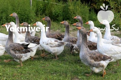 فروش جوجه قوغاز در گروه مرغ و خروس و بوقلمون و اردک قو قاز در یکمیوه -عکس1
