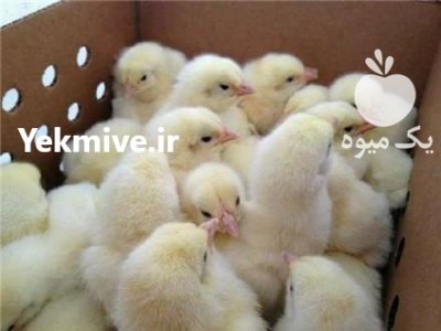 فروش جوجه گوشتی در اصفهان در گروه مرغ و خروس و بوقلمون و اردک قو قاز در یکمیوه -عکس1