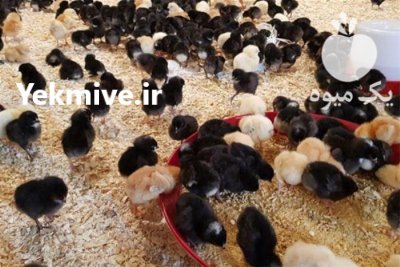 فروش جوجه گوشتی در اصفهان در گروه مرغ و خروس و بوقلمون و اردک قو قاز در یکمیوه -عکس2