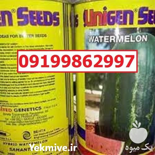 قیمت خرید بذر هندوانه یونی ژن اصل با نازلترین قیمت در همدان در گروه خرید فروش بذر - انواع محصول کشاورزی گوجه کتان میوه درخت در یکمیوه -عکس1