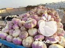 فروش شلغم و چغندر دامی در یزد در گروه خرید فروش عمده شلغم - تازه خام محصولات کشاورزی در یکمیوه -عکس1