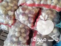 قیمت خرید شلغم دامی شسته شده در اصفهان در گروه خرید فروش عمده شلغم - تازه خام محصولات کشاورزی در یکمیوه -عکس1