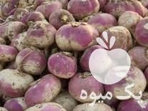 فروش چغندر و شلغم تحویل درب دامداری شما در گروه خرید فروش عمده شلغم - تازه خام محصولات کشاورزی در یکمیوه -عکس1
