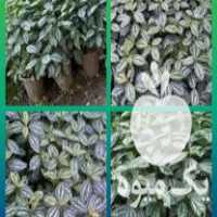 قیمت خرید گل زیبای پیله نقره در گروه خرید فروش عمده گیاهان زینتی - گرمسیری آپارتمانی باغچه آب در یکمیوه