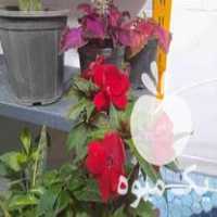 قیمت خرید گل و گلدان در دورود در گروه خرید فروش عمده گیاهان زینتی - گرمسیری آپارتمانی باغچه آب در یکمیوه