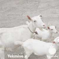 قیمت خرید بز سانن در گروه گاو و گوسفند و میش و بز کهره گوساله سمینتال در یکمیوه