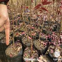 قیمت خرید نهال پسته هیبریدی امریکایی در اصفهان در گروه خرید فروش نهال - انواع گردو پسته بادام سلطانی انگور در یکمیوه