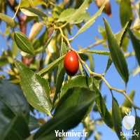 خرید نهال عناب خرمایی در گروه خرید فروش نهال - انواع گردو پسته بادام سلطانی انگور در یکمیوه