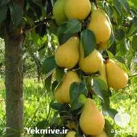 فروش قیمت نهال گلابی ماریا در گروه خرید فروش نهال - انواع گردو پسته بادام سلطانی انگور در یکمیوه