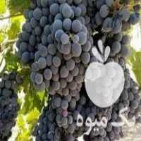 قیمت خرید نهال بادام و سایر ارقام نهال در ارومیه در گروه خرید فروش نهال - انواع گردو پسته بادام سلطانی انگور در یکمیوه