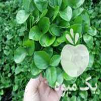 فروش سبزه نارنج گلدان ژله ای در گروه خرید فروش عمده گیاهان زینتی - گرمسیری آپارتمانی باغچه آب در یکمیوه