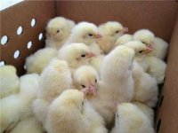 فروش جوجه گوشتی در اصفهان در گروه مرغ و خروس و بوقلمون و اردک قو قاز در یکمیوه