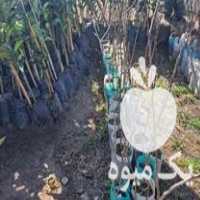 قیمت خرید انواع نهال میوه و مرکبات در رشت در گروه خرید فروش نهال - انواع گردو پسته بادام سلطانی انگور در یکمیوه