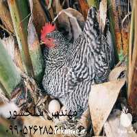 فروش تخم نطفه دار مرغ در کرمانشاه در گروه انواع تخم ها - مرغ بوقلمون پرنده عمده کشاورزی در یکمیوه