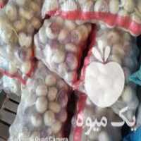 قیمت خرید شلغم دامی شسته شده در اصفهان در گروه خرید فروش عمده شلغم - تازه خام محصولات کشاورزی در یکمیوه