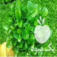 قیمت خرید سبزه نارنج در گروه خرید فروش عمده گیاهان زینتی - گرمسیری آپارتمانی باغچه آب در یکمیوه
