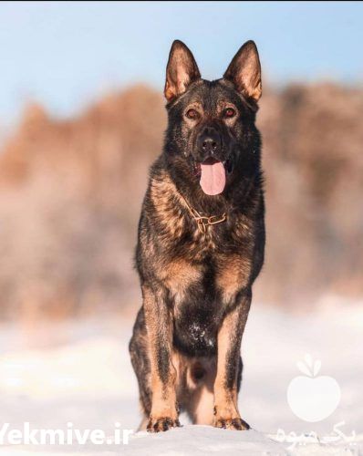 فروش سگ شولاین فروش سگ ژرمن شپرد در تهران در گروه سگ و گربه _ نگهبان هاسکی ژرمن دوبرمن سرابی در یکمیوه -عکس1