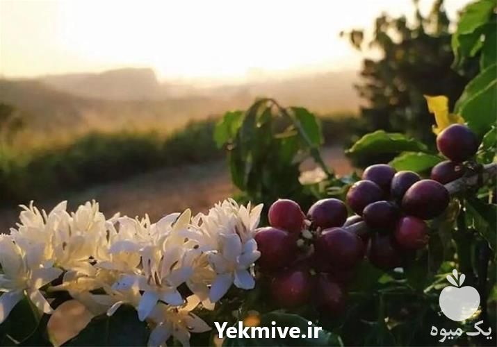 فروش نهال کمیاب قهوه عربیکا نهالی زیبا و خاص در اصفهان در گروه خرید فروش نهال - انواع گردو پسته بادام سلطانی انگور در یکمیوه -عکس1