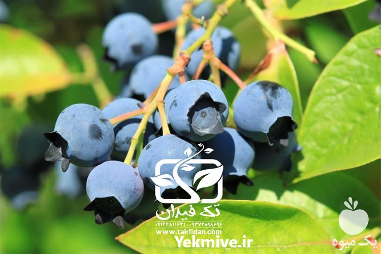 خرید و قیمت نهال بلوبری در کرمان  در گروه خرید فروش نهال - انواع گردو پسته بادام سلطانی انگور در یکمیوه -عکس1