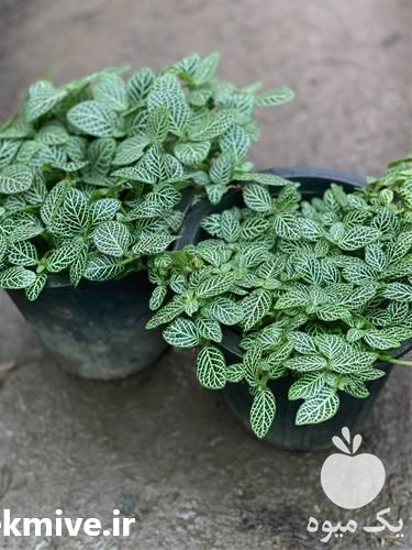 قیمت خرید گیاه گل آپارتمانی در بوشهر در گروه خرید فروش عمده گیاهان زینتی - گرمسیری آپارتمانی باغچه آب در یکمیوه -عکس1